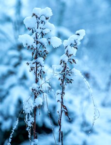 Snow snow caps forest