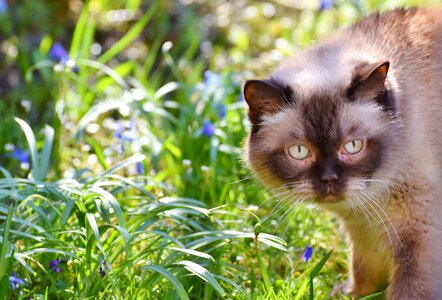 Mieze british shorthair cat thoroughbred