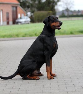 A pet dobermann