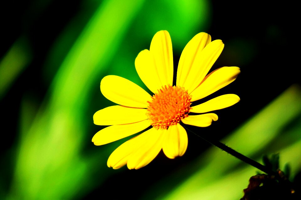 Flower garden vibrant