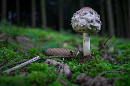 Nature toxic mushroom picking