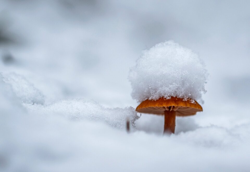 Snow snow cap mushroom