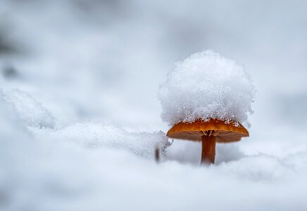 Snow snow cap mushroom