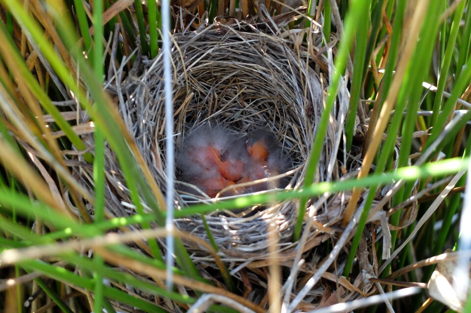 Nest birds bird nest