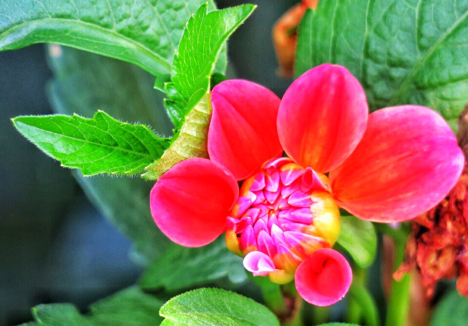 Plant flower dahlias