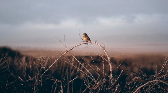 Bird animal blur photo