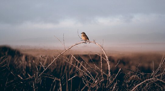 Bird animal blur