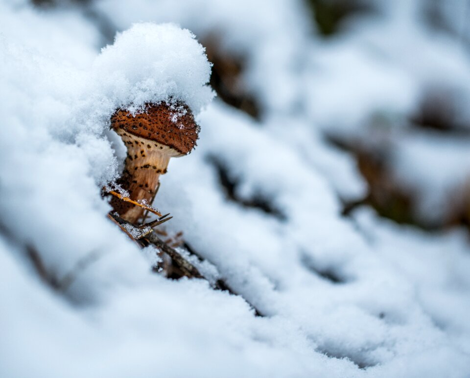 Snow cap mushroom armillaria