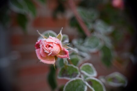 Frosty plant frozen photo