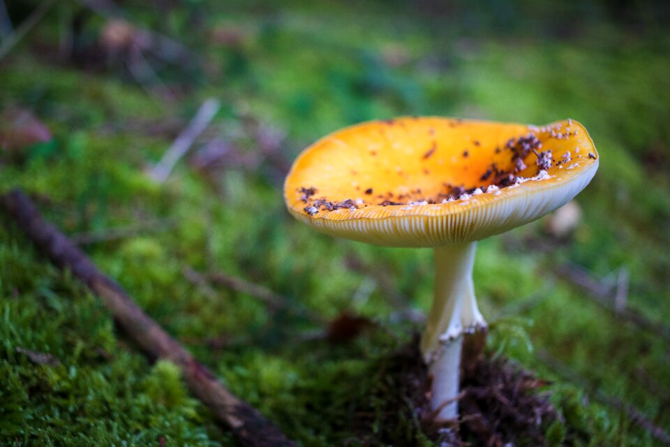 Autumn toxic mushroom picking