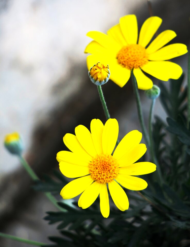 Summer petal flower's