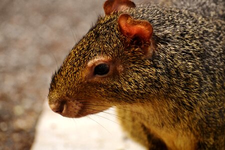 Animal world animal cute