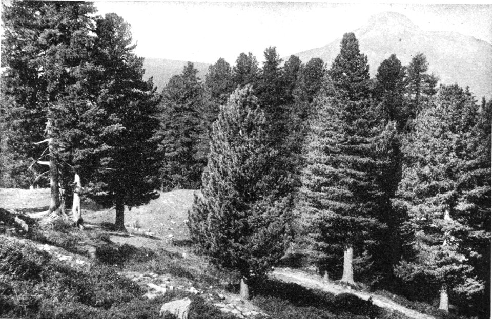 Battisti - Il Trentino, cenni geografici, storici, economici, 1915 19