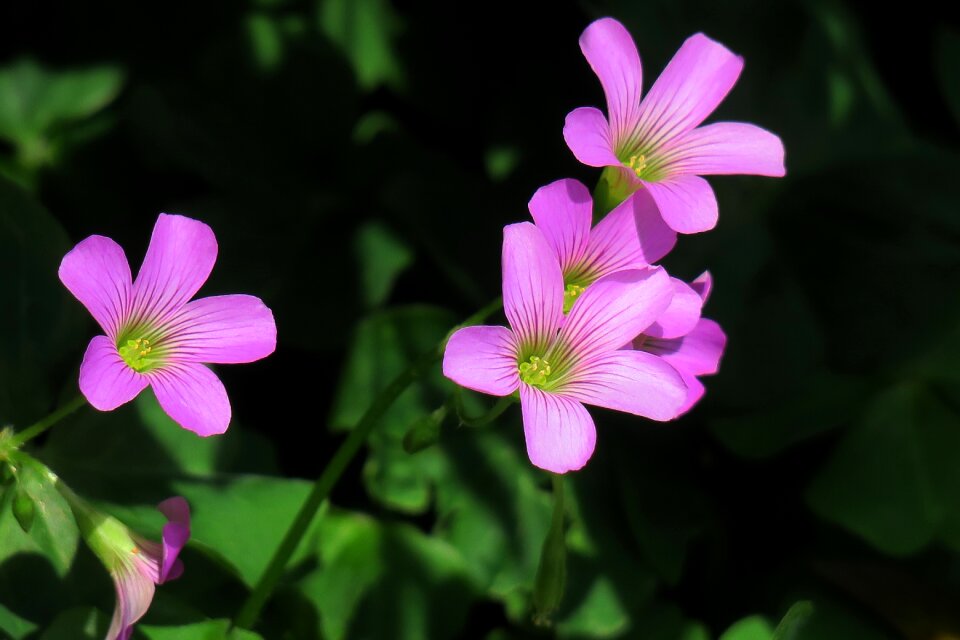 Wild flowers wild nature