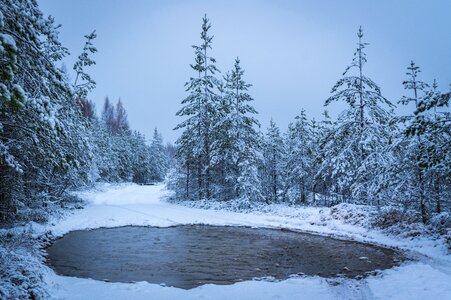 Forest efi puddle