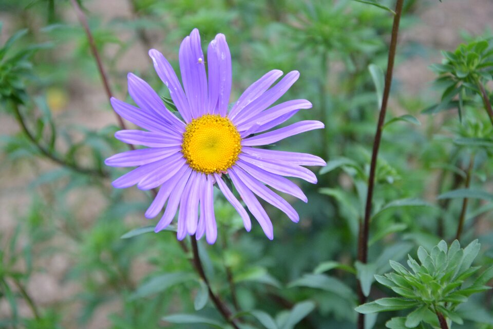 Petals garden nature