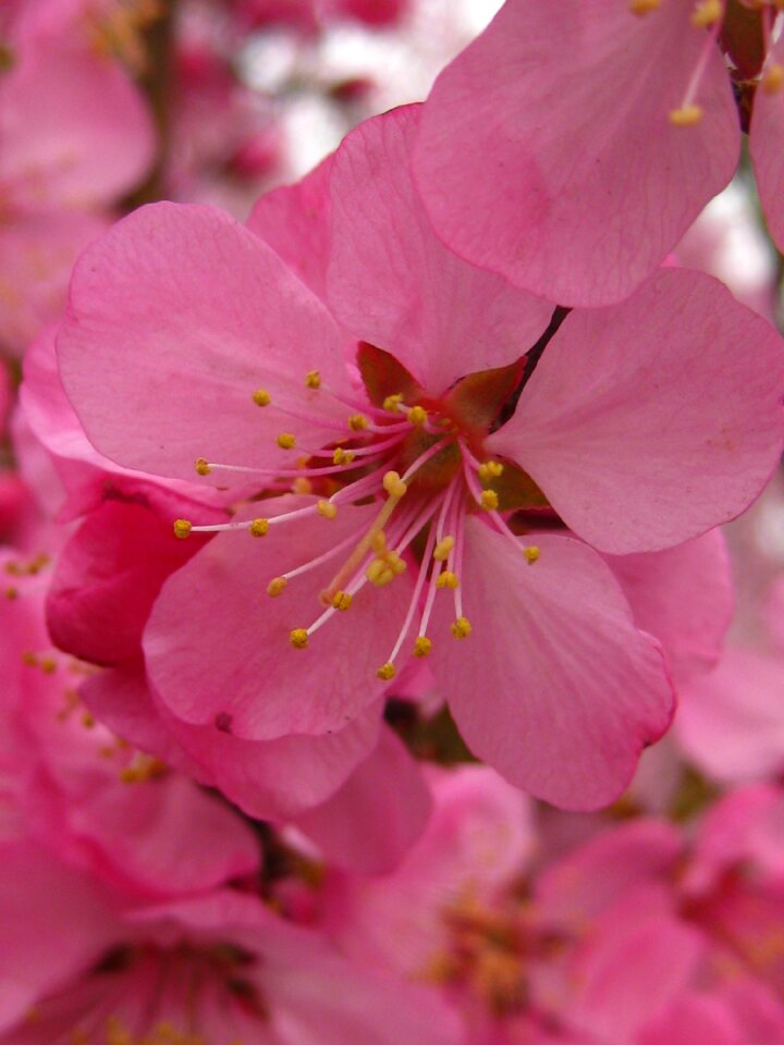 Microfilm of pink flowers