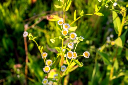 Plants nature chamomile