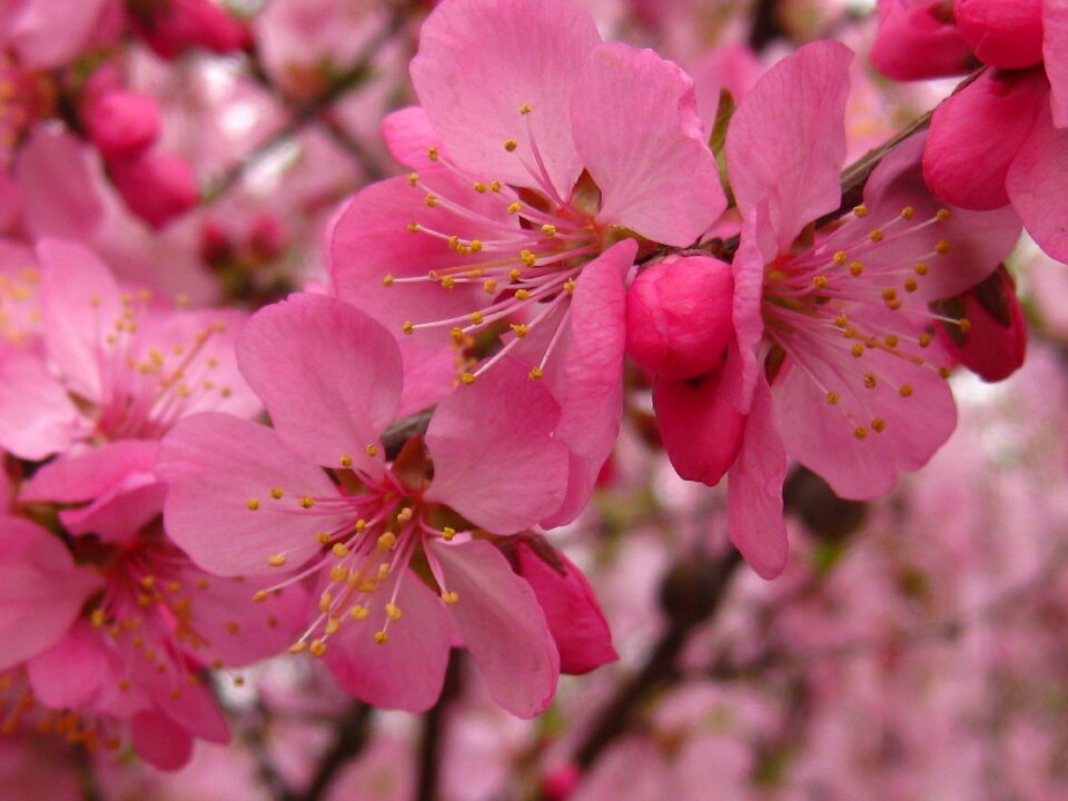 Full is spring Free photos