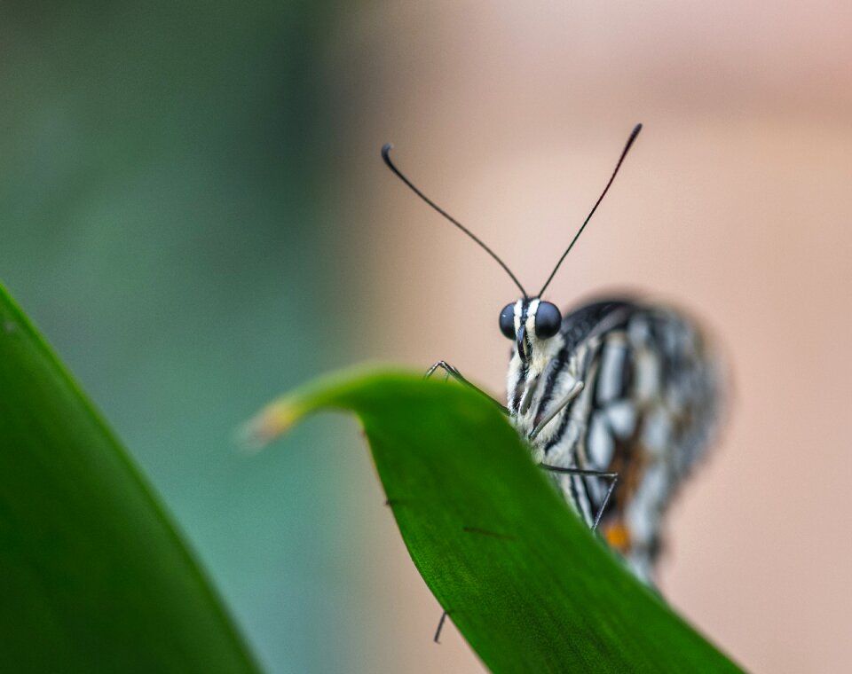 Butterfly sheet macro