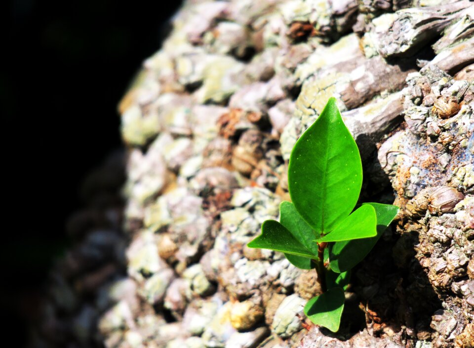Tree compact close-up