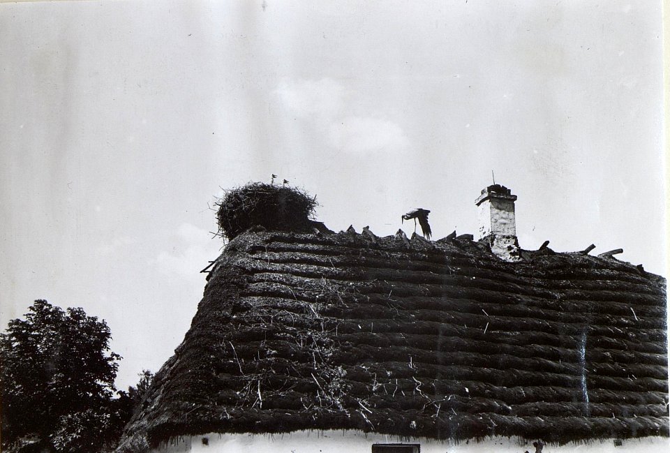 Bauernhaus in Litwinow südl.Brzezany mit Storchnest II. (BildID 15727306)