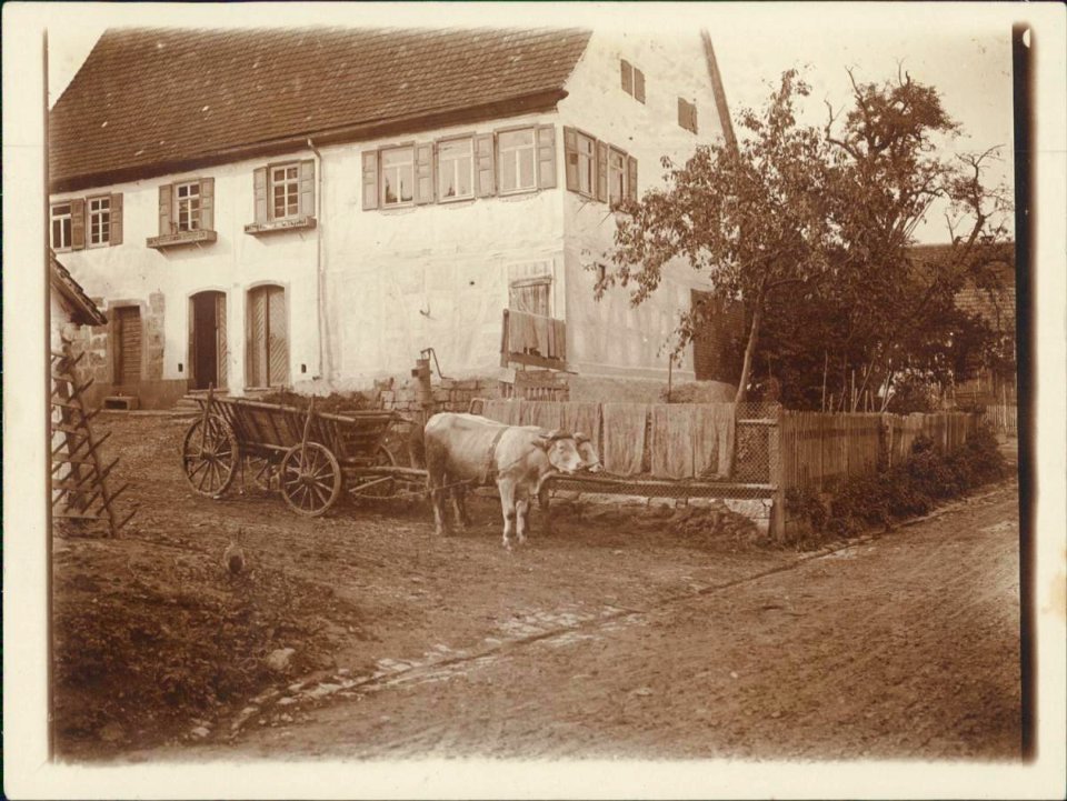 Bauernhaus mit Ochsenwagen in Tübigen ca.1895