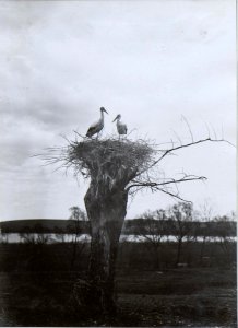 Baumstumpf mit Storchnest an der Strasse in Knihinicze. (BildID 15729290)