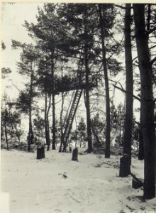 Baumbeobachtungsstand östlich Alexandrowka. (BildID 15692476)