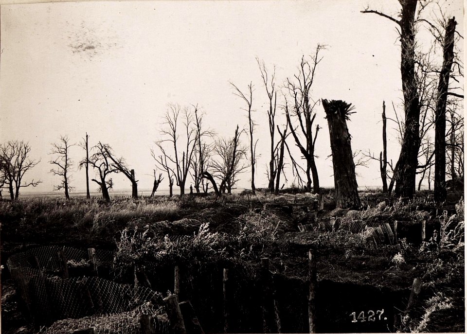 Baumgruppe auf dem Stützpunkte von Hulewicze. (Feber 1918.) (BildID 15713020)