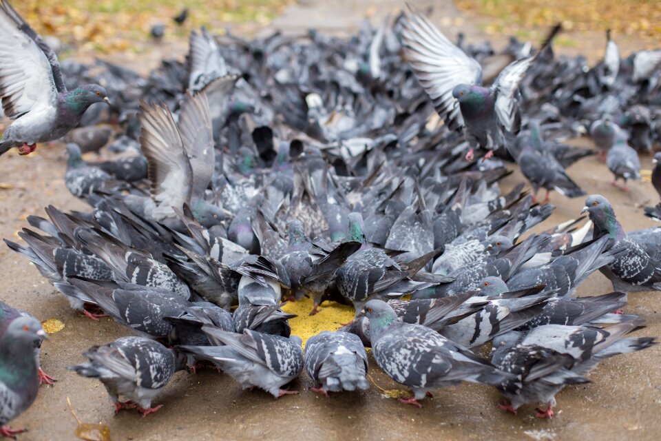Pigeons a flock of millet
