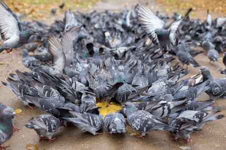 Pigeons a flock of millet