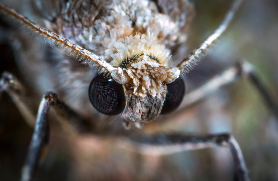 Moth insect lepidoptera