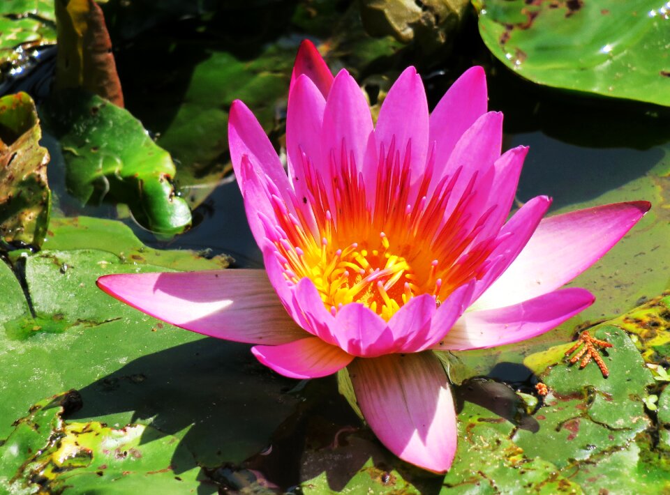 Plant flower garden