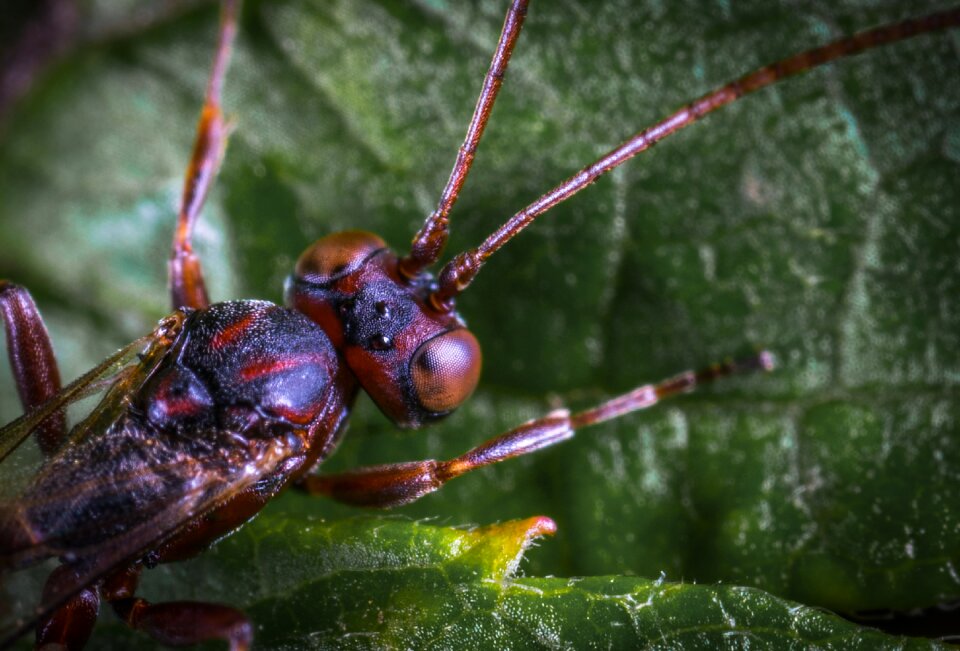 Macro insect sheet