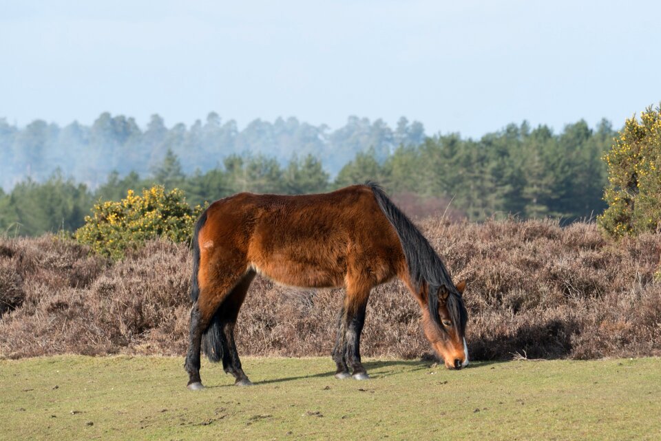 Hayfield mammal pony