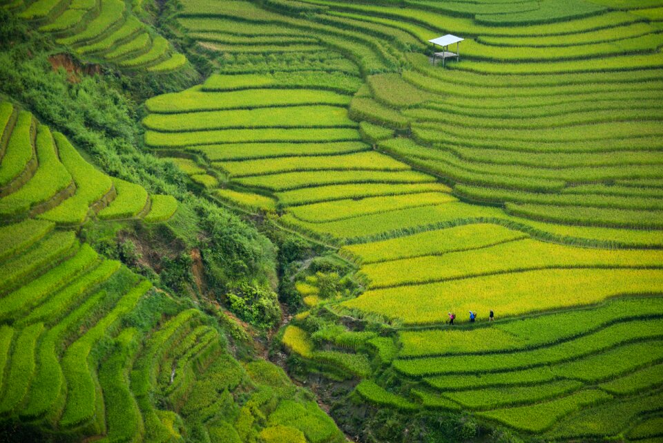 Agriculture farm layer