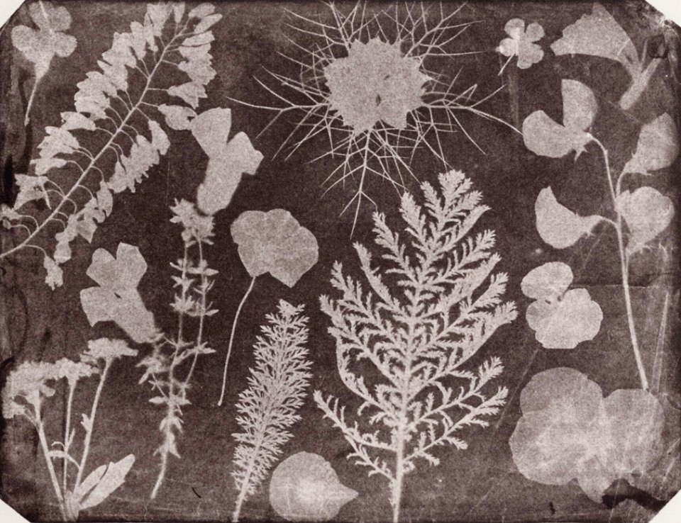 Bayard, Hippolyte - »Dessin photogéné« (2) (Zeno Fotografie)