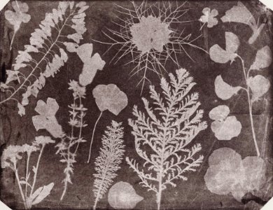 Bayard, Hippolyte - »Dessin photogéné« (2) (Zeno Fotografie)