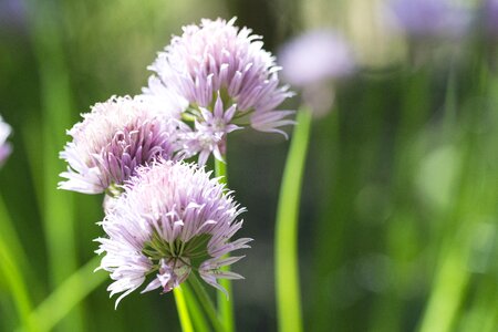 Flowers lilac nature