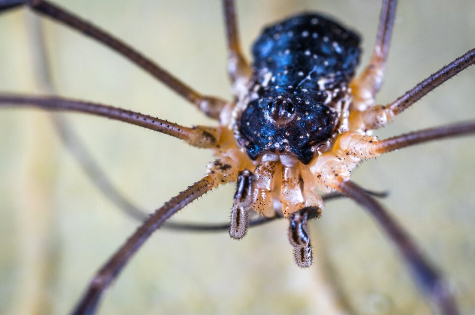 Spider kosenok arachnids
