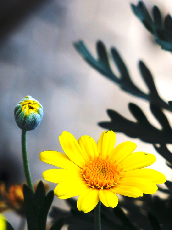 Summer leaf petal