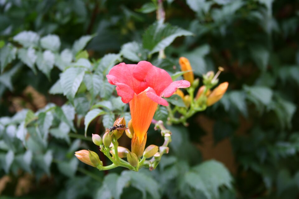 Blossom bloom insect