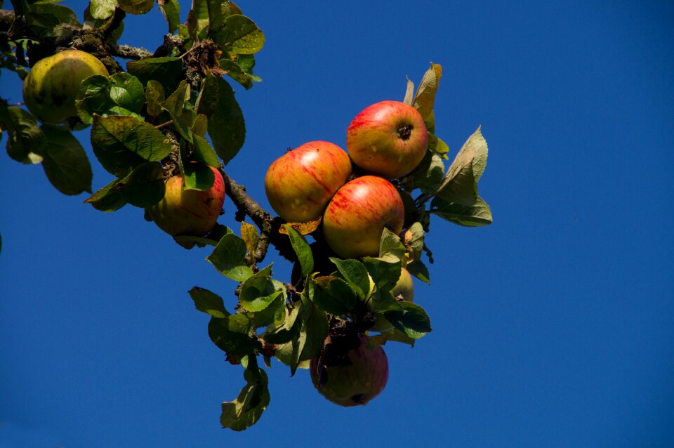 Eat fruit ripe