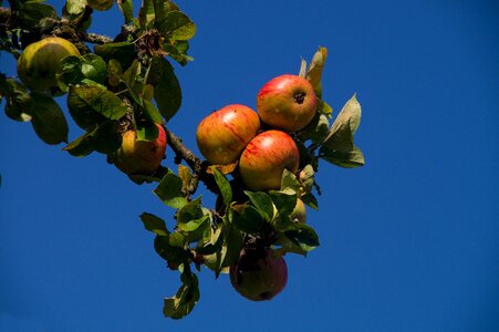Eat fruit ripe
