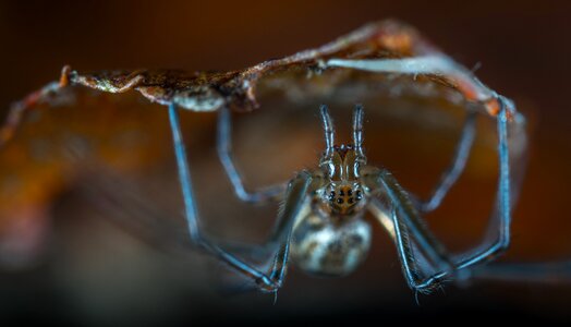 Arachnids upside-down sheet photo