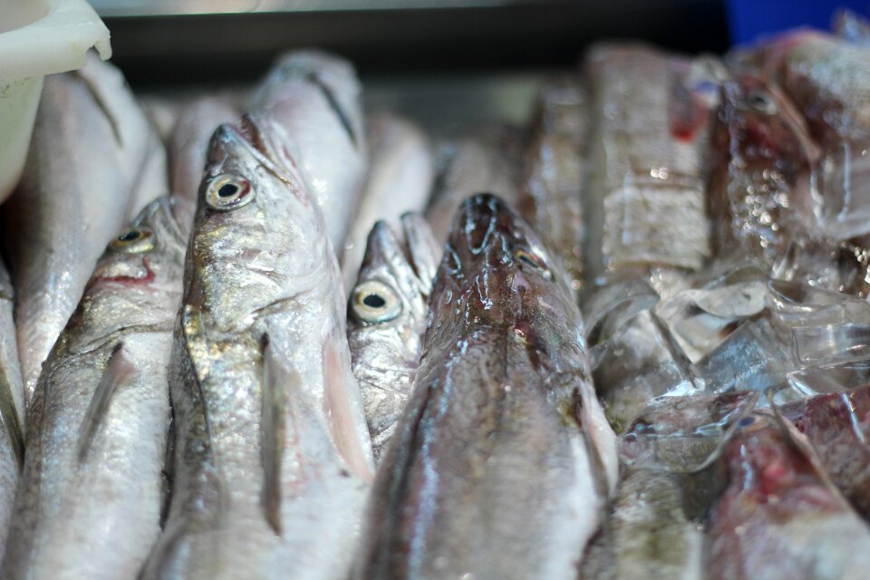 Frozen gray fish gray fishing
