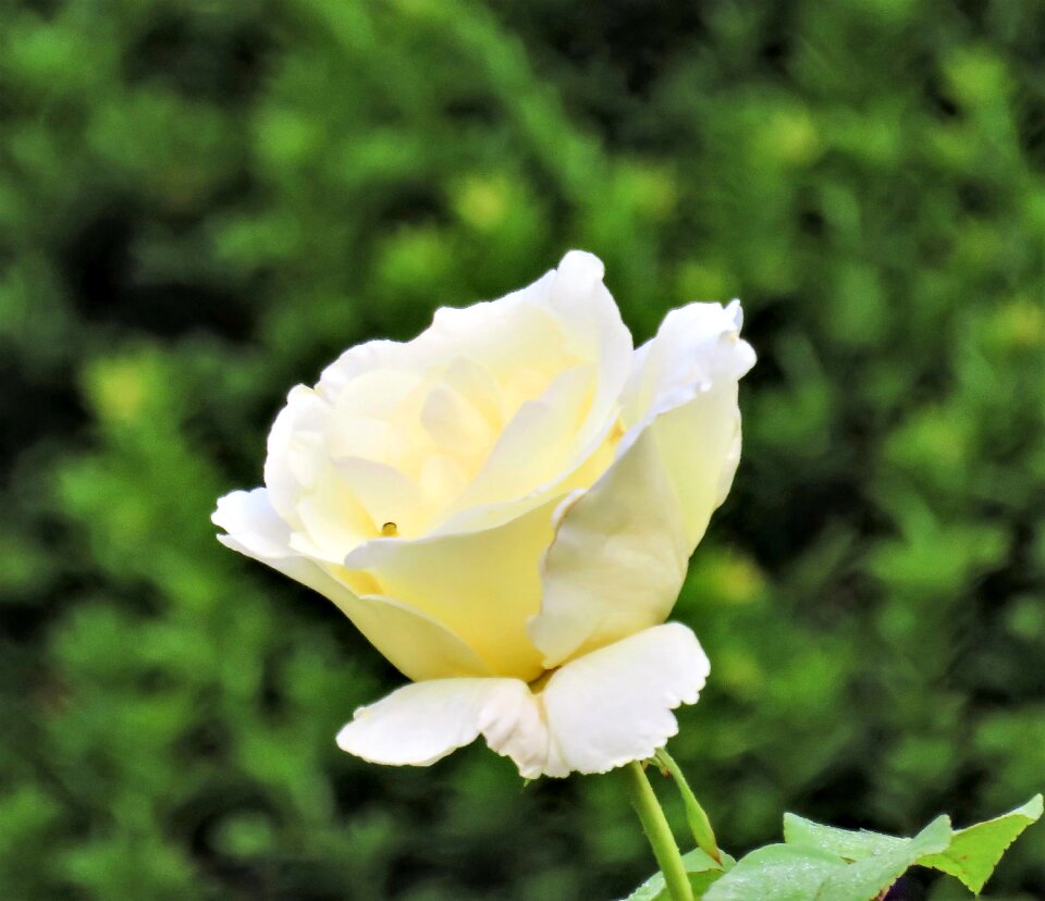 Blossomed noble tender