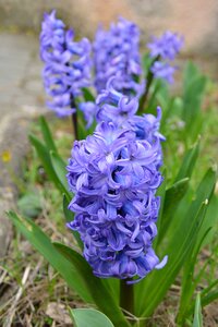 Hyacinth garden spring photo