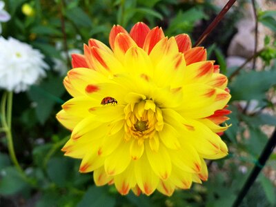Bloom dahlia dahlias